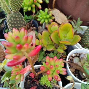 Suculentas